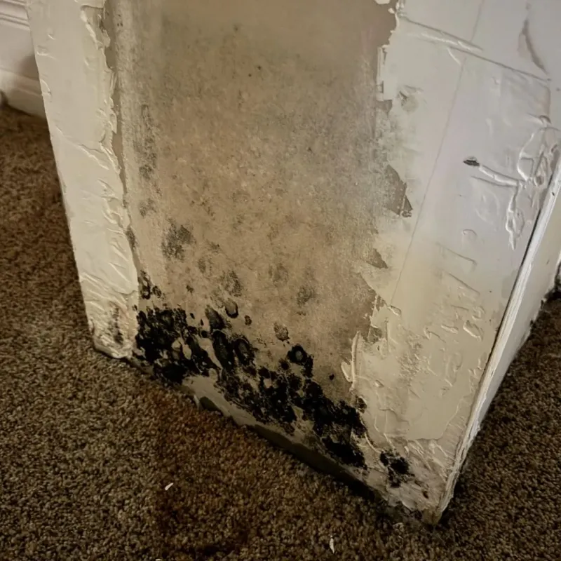 Professional Mold Removal in Pell City, AL